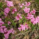 Una rara Dafne odorosa